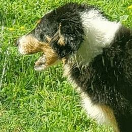 Australian Cattle Dogs and Old Time Scotch Collies from RedBud Cattle Dogs and Collies