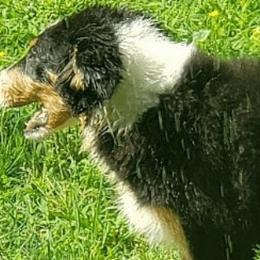 Australian Cattle Dogs and Old Time Scotch Collies from RedBud Cattle Dogs and Collies