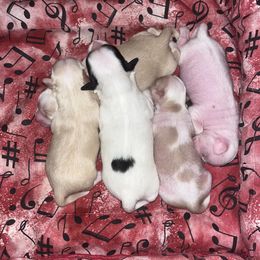 Chinese Crested and Poodle Puppies from Ariella Standard Poodles & Chinese Cresteds