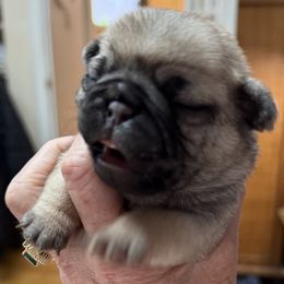 FAWN BOY 1 - Fawn male Pug puppy in Saugus, Massachusetts from Pug Puppies of Boston