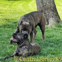 Cane Corso puppies from Central Jersey K9