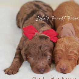 Owl - Merle male Goldendoodle puppy in Norcross, Georgia from Teddy Puppies