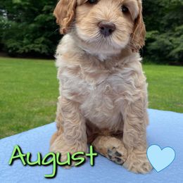 Australian Labradoodle Puppies from Lakeshore Labradoodles