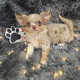 Autumn - Merle female Chihuahua puppy in Bowdon, Georgia from Paschal's Pups