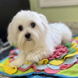 Romeo - White male Maltese puppy in Colonial Beach, Virginia from BeachRidge Pups