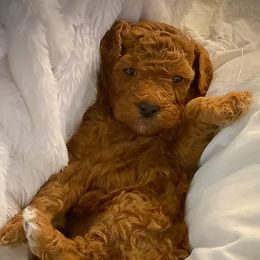 Bernedoodle, Goldendoodle, Poodle, and Sheepadoodle Puppies from Dapper Doodles