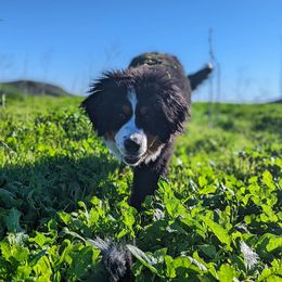 Bernese Mountain Dog Puppies from Grand Mesa Mountain Dogs