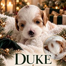 Duke - Blenheim male Cavapoo puppy in Gilbert, Arizona from Arizona Toy Cavapoos – Health‐Tested & Home‐Raised