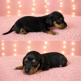 Minnie - Black and tan female Dachshund puppy in Glen St Mary, Florida from Little Pawz, LLC