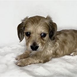 Prissy Pearl - Dachshund puppy in Poteau, Oklahoma from Sisters Dazzling Dachshunds