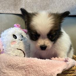 Lady - White black and tan female Papillon puppy in Central Florida, Florida from Sunshine Papillons Central Florida
