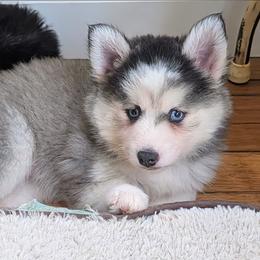 Kiwi - Gray and white female Pomsky puppy in Charlotte, Michigan from Moore Pomskies