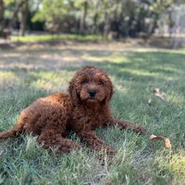 Goldendoodle Puppies from Poshpaw Goldendoodles