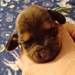 John - Red male Dachshund puppy in Frankfort, Kentucky from Gigi's Dachshunds