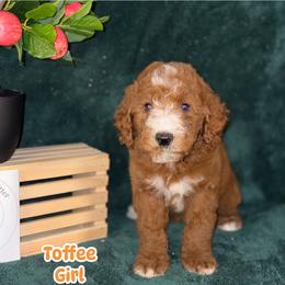 Labradoodle Puppies from BabySweet Labradoodles