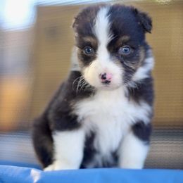 Ballerina - Black tri-color female Australian Shepherd puppy in Yucaipa, California from Oro’z Farm Aussies