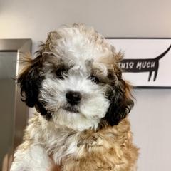 Shichon All Grown Up from Nona's Shichons