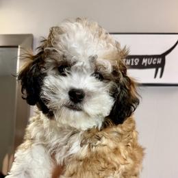 Shichon All Grown Up from Nona's Shichons