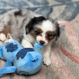 Sadie - Blue merle female Miniature Australian Shepherd puppy in Greensboro, North Carolina from Rambling L Toy& Mini Aussies