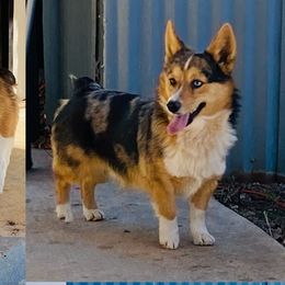 Booger - American Corgi