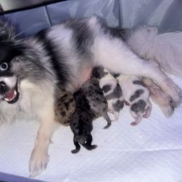 Pomeranian puppies from AMAYSING Pups