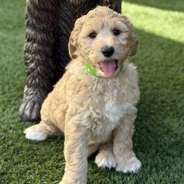 Mr. Green - Apricot male Australian Labradoodle puppy in Wake Forest, North Carolina from Lucky Country Labradoodles