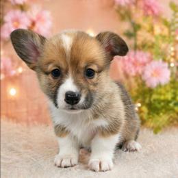 River - Sable female Pembroke Welsh Corgi puppy in Charleroi, Pennsylvania from Twilight Hollow Corgis