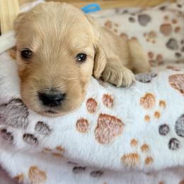 Bennett - Apricot male Goldendoodle puppy in Boise, Idaho from Goldendoodle Baby