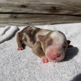 Red merle female 2 - Red merle female Australian Shepherd puppy in Sunbright, Tennessee from Laudrick Aussies