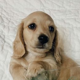 Dachshunds from Barrett Skidmore