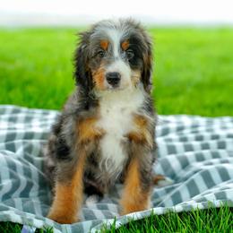 Auger - Merle male Bernedoodle puppy in Dundee, Ohio from Down Home Doodle