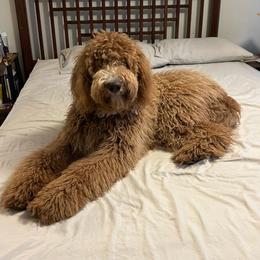Tia - Goldendoodle