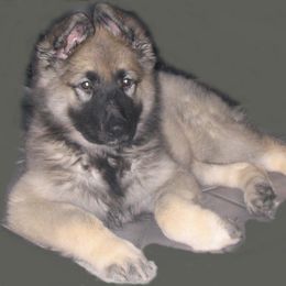 Shiloh Shepherd Puppies from Solace Shilohs