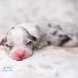 Lumen - Blue merle male Australian Shepherd puppy in Woodford, Virginia from Skyborne Australian Shepherds