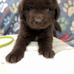 Quill - Brown male Newfoundland puppy in Silver Creek, New York from Boo N’ Bubs Newfoundlands