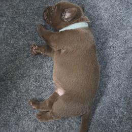 Light Blue Collar - Chocolate male Labrador Retriever puppy in Shrewsbury, Massachusetts from Inna's Labrador Retrievers