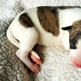 Lizzy - White and red brindle Whippet puppy in Delaware, Ohio from Unionblue Whippets