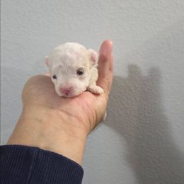 Sybil - White female Maltipoo puppy in Sedro Woolley, Washington from Absher Ranch