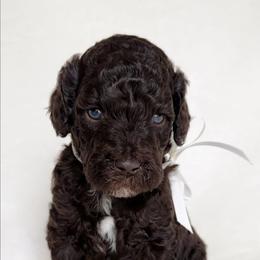 Girl 2 - Brown Poodle puppy in Stuart, Florida from AKC/Excellent + Good OFA Sweet Delightful Poodles