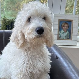 Dustin - Cream male Goldendoodle puppy in Rocky Point, North Carolina from CelticDoods