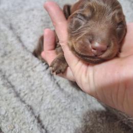 McGee - Chocolate and tan male Dachshund puppy in Liberty, North Carolina from Heavenly Doxies