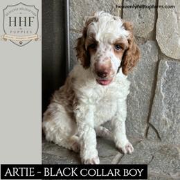 ARTIE - Apricot and White Parti standard Poodle - Parti male Poodle puppy in Charlo, Montana from Heavenly Hilltop Farm