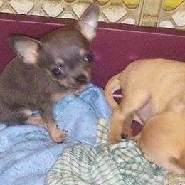 Chihuahua Puppies from Chilove Chihuahuas