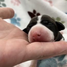 Tawny - White and seal female Italian Greyhound puppy in West Plains, Missouri from Sycamore Ridge Puppies