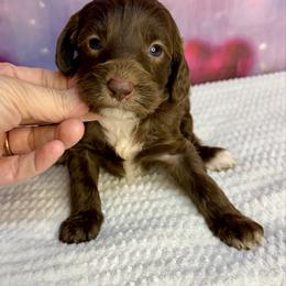 Zoey - Brown female Bernedoodle puppy in Winfield, Alabama from Rose Lane Doodles