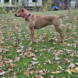 Catahoula Leopard Dog Puppies from Bons Temps Catahoulas