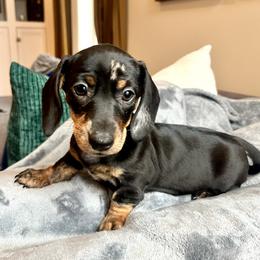 Girl 4 - Dapple female Dachshund puppy in Hollidaysburg, Pennsylvania from Weenie Bros