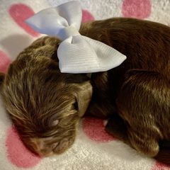 Girl 2 - Double Doodle puppy in Terry, Mississippi from Dixie Magnolia Doodles