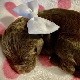 Girl 2 - Double Doodle puppy in Terry, Mississippi from Dixie Magnolia Doodles