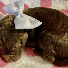 Girl 2 - Double Doodle puppy in Terry, Mississippi from Dixie Magnolia Doodles
